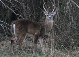 White-tailed Deer